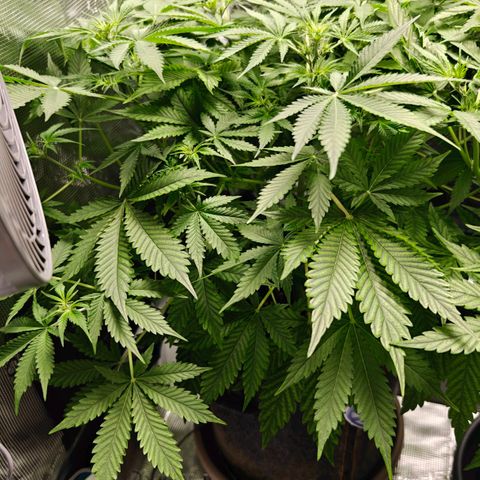 Jack Herer Automatic growlog timeline photo