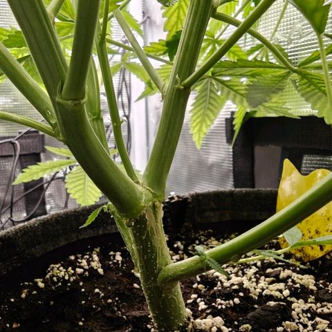 Black Orchid Automatic growlog timeline photo