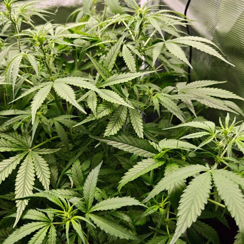 Black Orchid Automatic growlog timeline photo