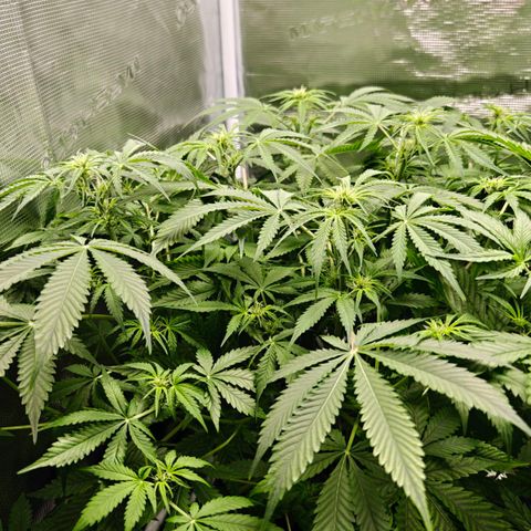 Jack Herer Automatic growlog timeline photo