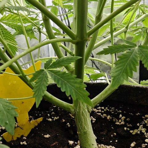 Jack Herer Automatic growlog timeline photo