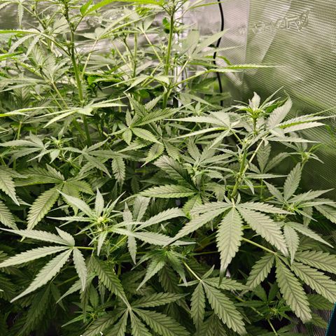 Black Orchid Automatic growlog timeline photo