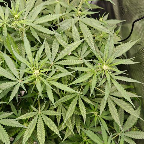 Black Orchid Automatic growlog timeline photo