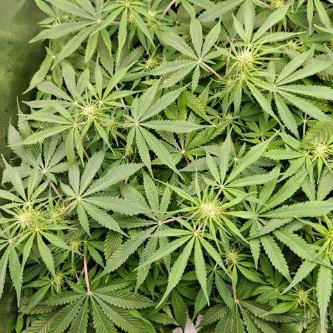 Jack Herer Automatic growlog timeline photo