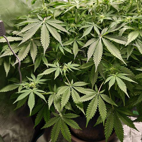 Jack Herer Automatic growlog timeline photo