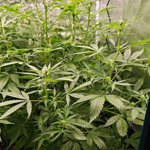 Black Orchid Automatic growlog timeline photo