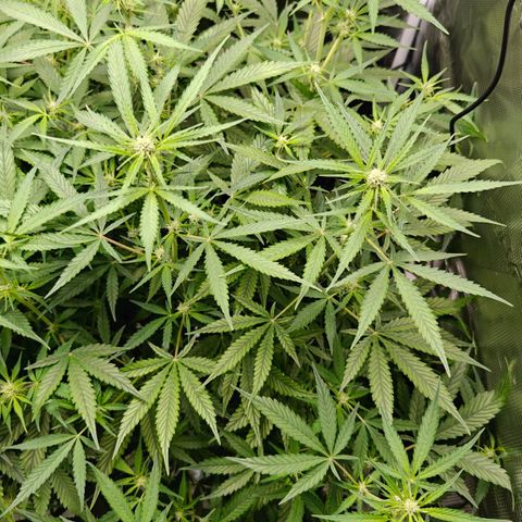 Black Orchid Automatic growlog timeline photo