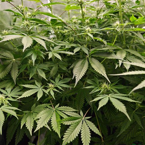 Jack Herer Automatic growlog timeline photo