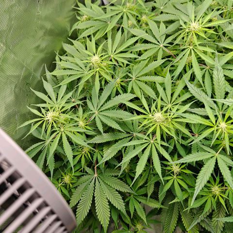 Jack Herer Automatic growlog timeline photo