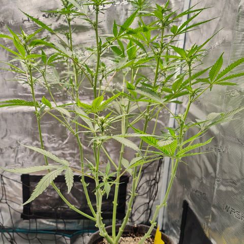 Black Orchid Automatic growlog timeline photo