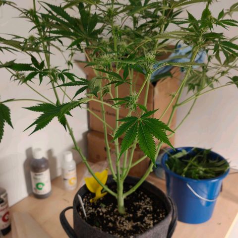 Jack Herer Automatic growlog timeline photo