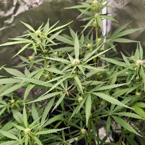 Black Orchid Automatic growlog timeline photo