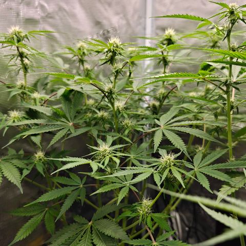 Jack Herer Automatic growlog timeline photo