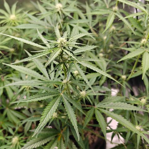 Black Orchid Automatic growlog timeline photo