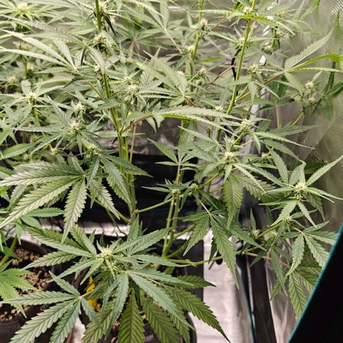 Black Orchid Automatic growlog timeline photo