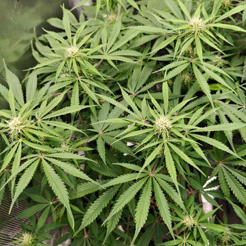 Jack Herer Automatic growlog timeline photo