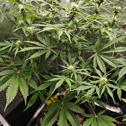 Jack Herer Automatic growlog timeline photo