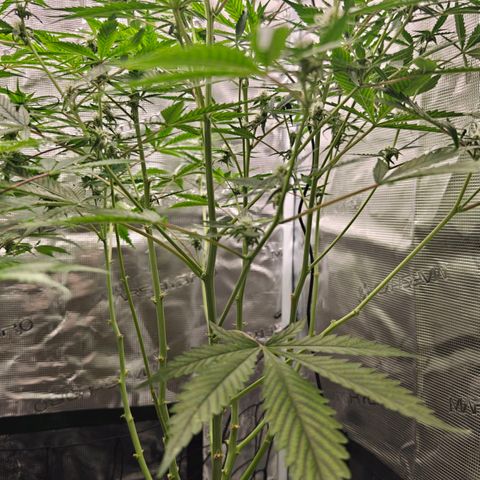 Black Orchid Automatic growlog timeline photo