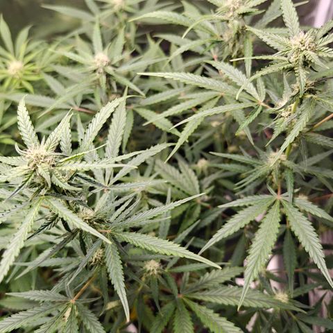 Black Orchid Automatic growlog timeline photo