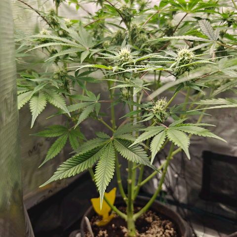Jack Herer Automatic growlog timeline photo