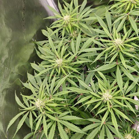 Jack Herer Automatic growlog timeline photo