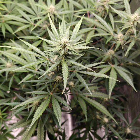 Black Orchid Automatic growlog timeline photo