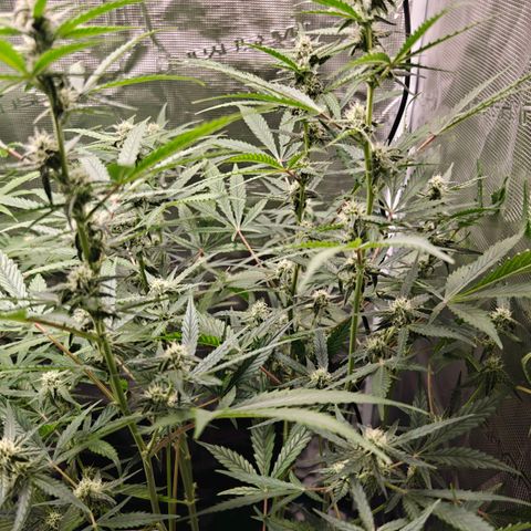 Black Orchid Automatic growlog timeline photo