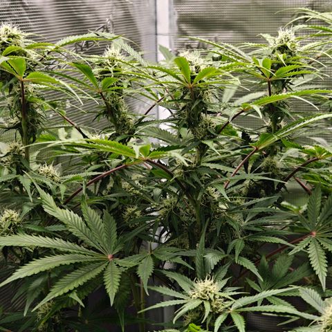 Jack Herer Automatic growlog timeline photo