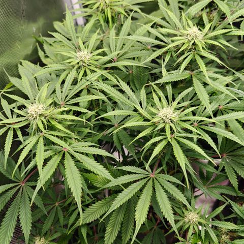 Jack Herer Automatic growlog timeline photo