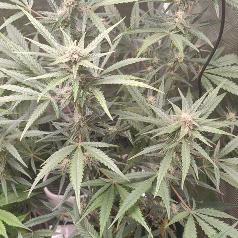 Black Orchid Automatic growlog timeline photo