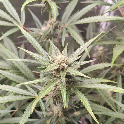 Black Orchid Automatic growlog timeline photo