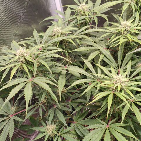 Jack Herer Automatic growlog timeline photo