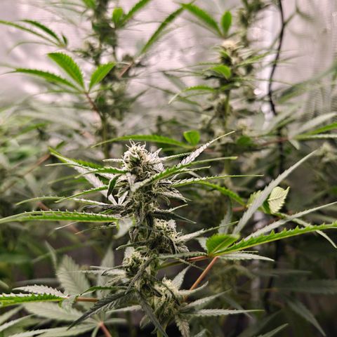Black Orchid Automatic growlog timeline photo