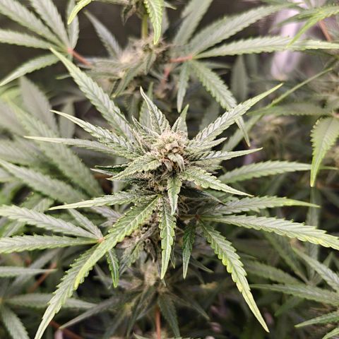 Black Orchid Automatic growlog timeline photo