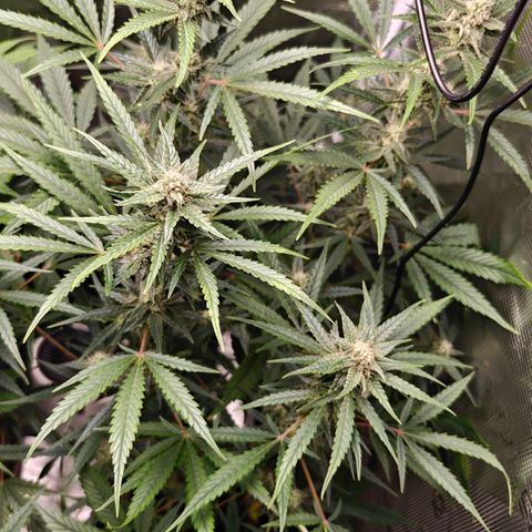 Black Orchid Automatic growlog timeline photo