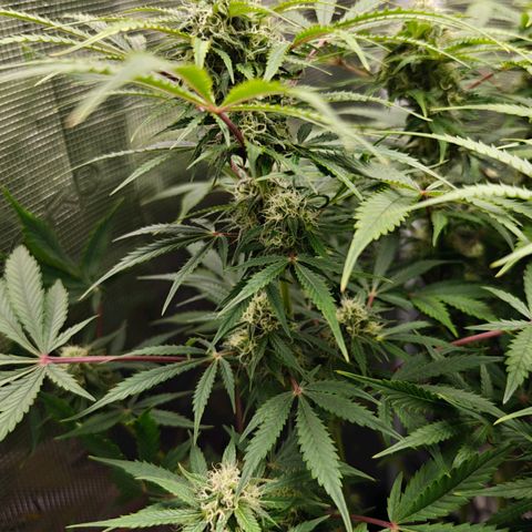 Jack Herer Automatic growlog timeline photo