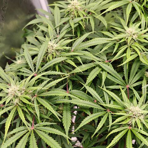 Jack Herer Automatic growlog timeline photo