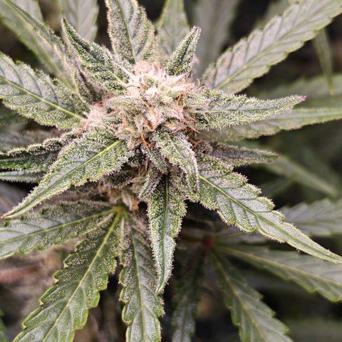 Black Orchid Automatic growlog timeline photo