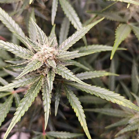 Black Orchid Automatic growlog timeline photo