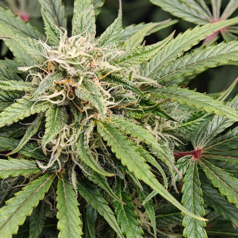 Jack Herer Automatic growlog timeline photo