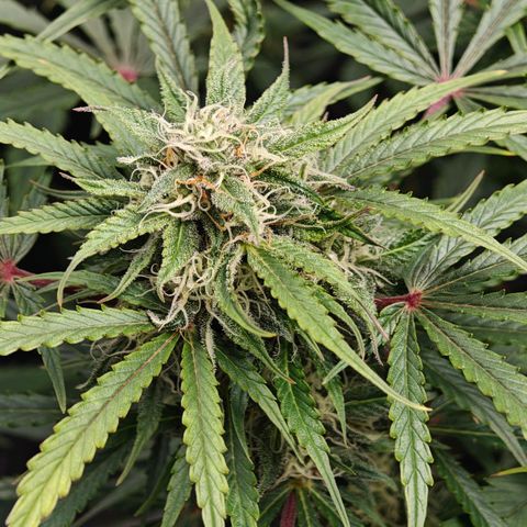 Jack Herer Automatic growlog timeline photo