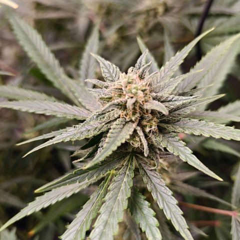 Black Orchid Automatic growlog timeline photo