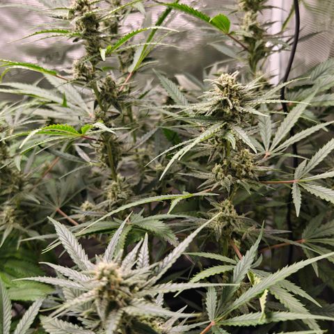 Black Orchid Automatic growlog timeline photo