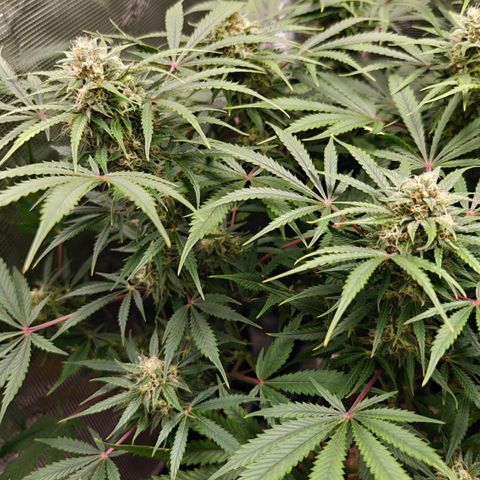 Jack Herer Automatic growlog timeline photo