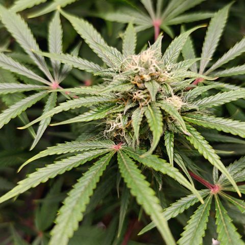 Jack Herer Automatic growlog timeline photo