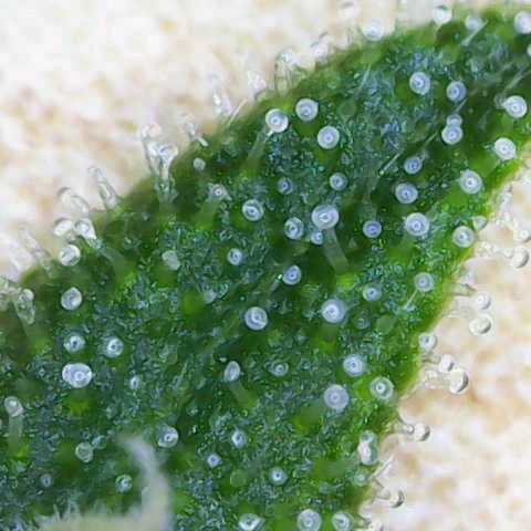 Jack Herer Automatic growlog timeline photo