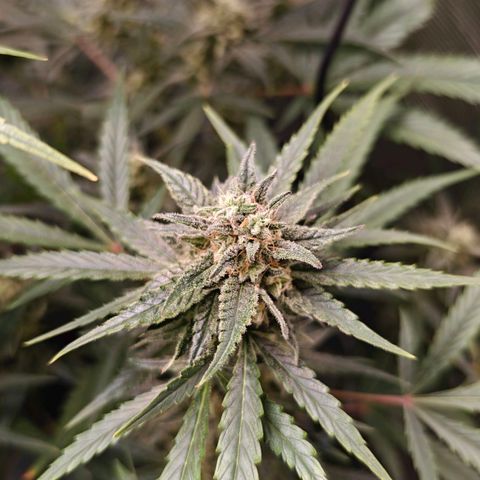 Black Orchid Automatic growlog timeline photo