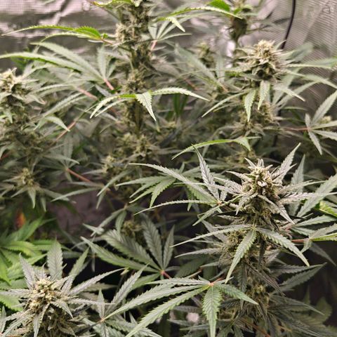 Black Orchid Automatic growlog timeline photo