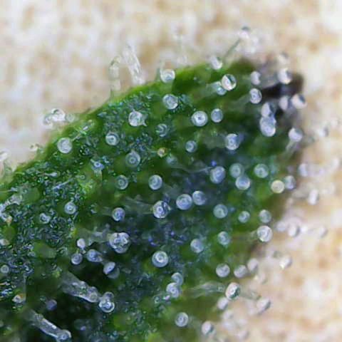 Black Orchid Automatic growlog timeline photo