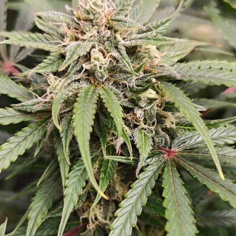 Jack Herer Automatic growlog timeline photo